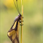 Libellen-Schmetterlingshaft (Libelloides coccajus)