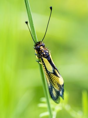 Libellen-Schmetterlingshaft (Libelloides coccajus)