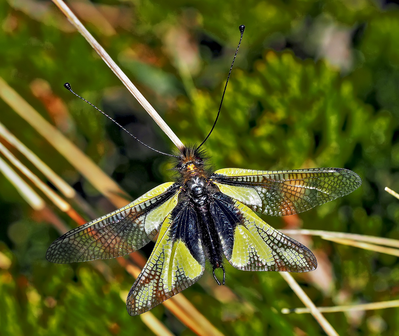 Libellen-Schmetterlingshaft (Libelloides coccajus), ein Männchen *  