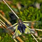 Libellen-Schmetterlingshaft (Libelloides coccajus), ein Männchen *  