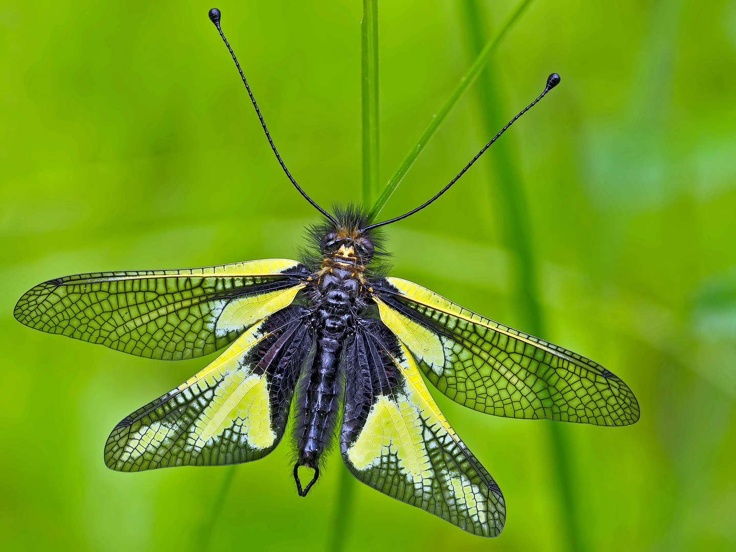 Libellen-Schmetterlingshaft (Libelloides coccajus), ein Männchen. - L’Ascalaphe soufré, un mâle.