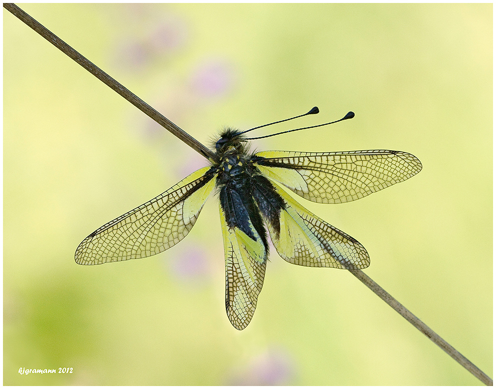 Libellen-Schmetterlingshaft (Libelloides coccajus).....