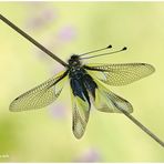 Libellen-Schmetterlingshaft (Libelloides coccajus).....
