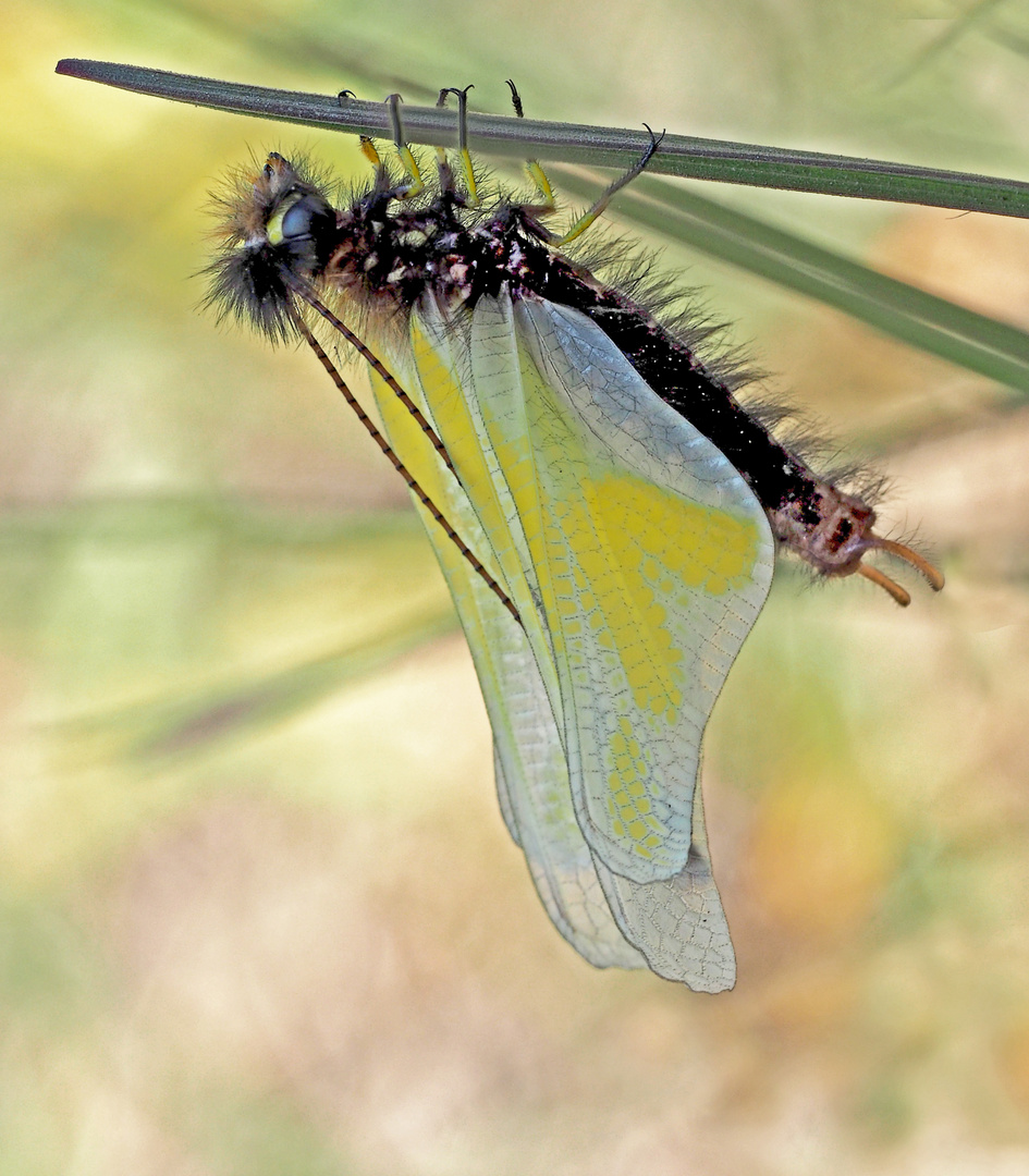 Libellen-Schmetterlingshaft (Libelloides coccajus), frisch geschlüpft. (2) - L’Ascalaphe soufré.