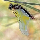 Libellen-Schmetterlingshaft (Libelloides coccajus), frisch geschlüpft. (2) - L’Ascalaphe soufré.