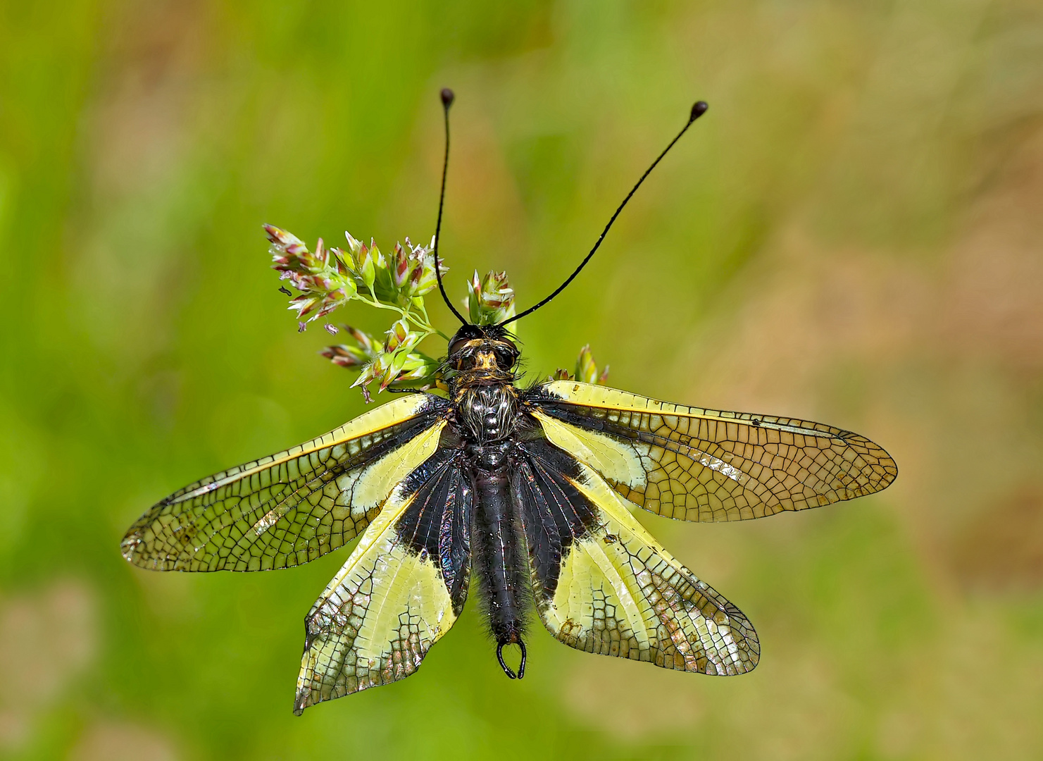 Libellen-Schmetterlingshaft (Libelloides coccajus), frisch geschlüpft. - Ascalaphe soufré. 