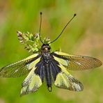 Libellen-Schmetterlingshaft (Libelloides coccajus), frisch geschlüpft. - Ascalaphe soufré. 