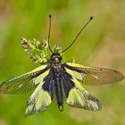 Libellen-Schmetterlingshaft (Libelloides coccajus), frisch geschlüpft. - Ascalaphe soufré. 