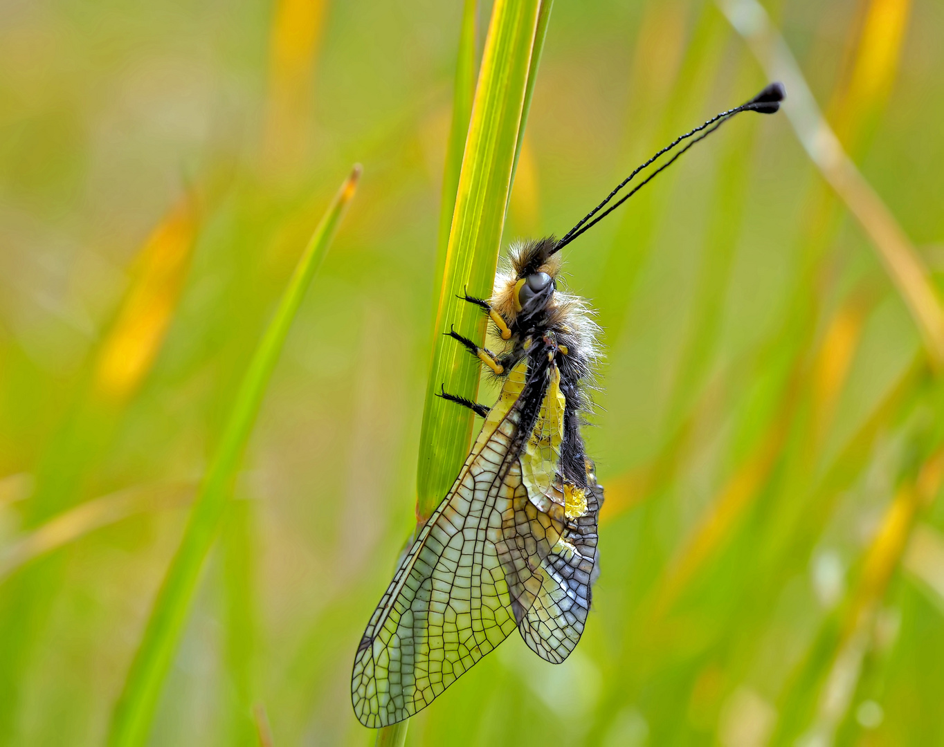 Libellen-Schmetterlingshaft (Libelloides coccajus), frisch geschlüpft. - L’Ascalaphe soufré.
