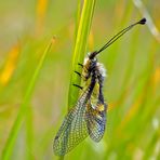 Libellen-Schmetterlingshaft (Libelloides coccajus), frisch geschlüpft. - L’Ascalaphe soufré.