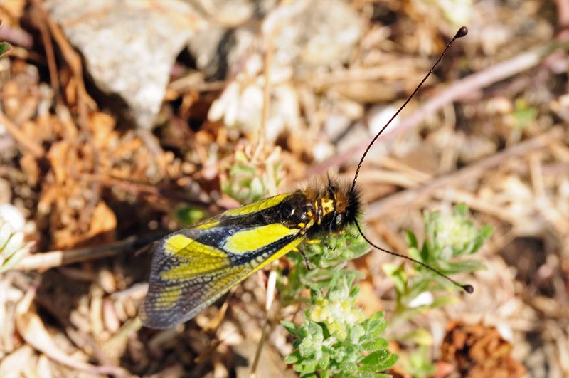 Libellen-Schmetterlingshaft (Libelloides coccajus) - Kaiserstuhl