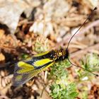 Libellen-Schmetterlingshaft (Libelloides coccajus) - Kaiserstuhl