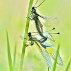 Libellen-Schmetterlingshaft, Libelloides coccajus, Kopula