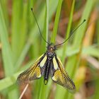 Libellen-Schmetterlingshaft (Libelloides coccajus). - L’Ascalaphe soufré