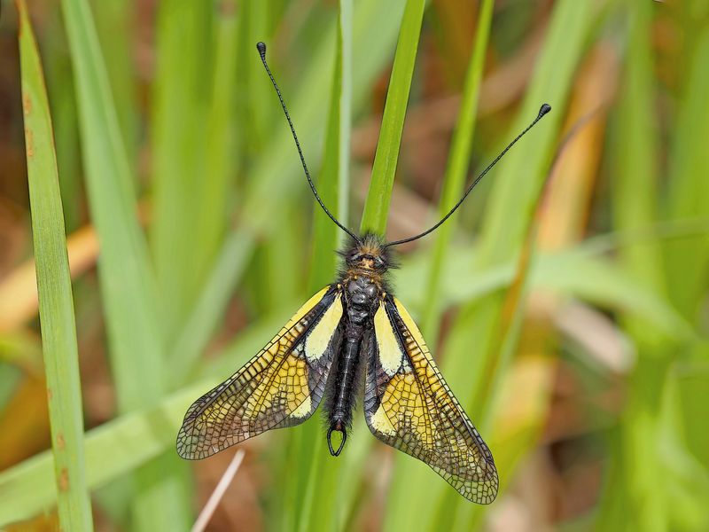 Libellen-Schmetterlingshaft (Libelloides coccajus). - L’Ascalaphe soufré