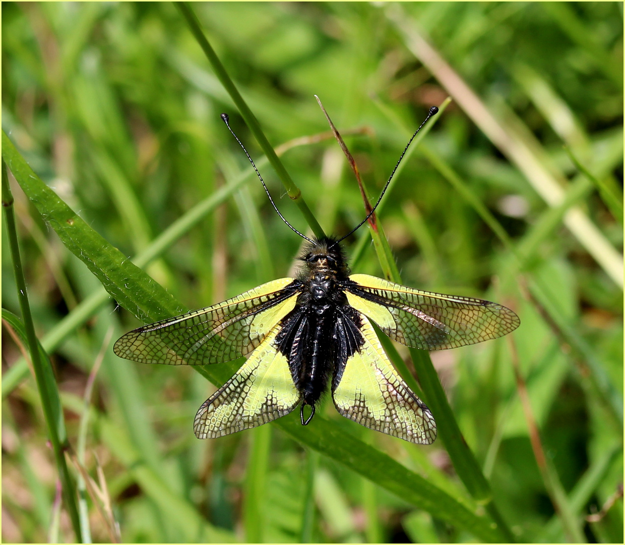 Libellen-Schmetterlingshaft (Libelloides coccajus) - Männchen.