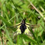 Libellen-Schmetterlingshaft (Libelloides coccajus) - Männchen.