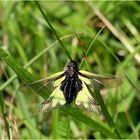 Libellen-Schmetterlingshaft (Libelloides coccajus) - Männchen.