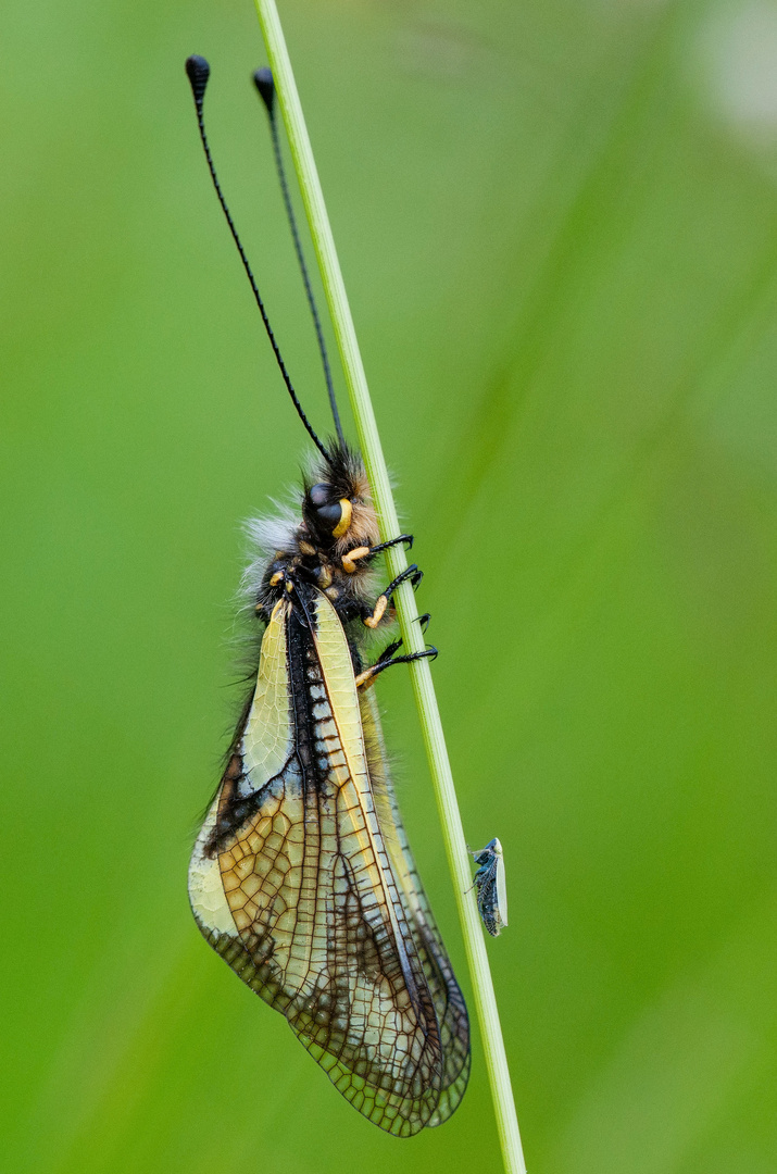 Libellen-Schmetterlingshaft, (Libelloides coccajus) und eine Zikade