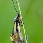 Libellen-Schmetterlingshaft, (Libelloides coccajus) und eine Zikade