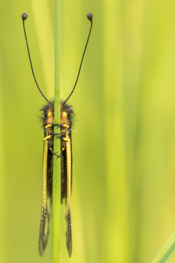 Libellen-Schmetterlingshaft (Libelloides coccajus) versteckt sich