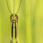 Libellen-Schmetterlingshaft (Libelloides coccajus) versteckt sich