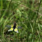 Libellen-Schmetterlingshaft (Libelloides coccajus) - Weibchen.