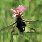 Libellen-Schmetterlingshaft (Libelloides coccajus) - Weibchen.