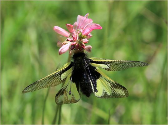 Libellen-Schmetterlingshaft (Libelloides coccajus) - Weibchen.