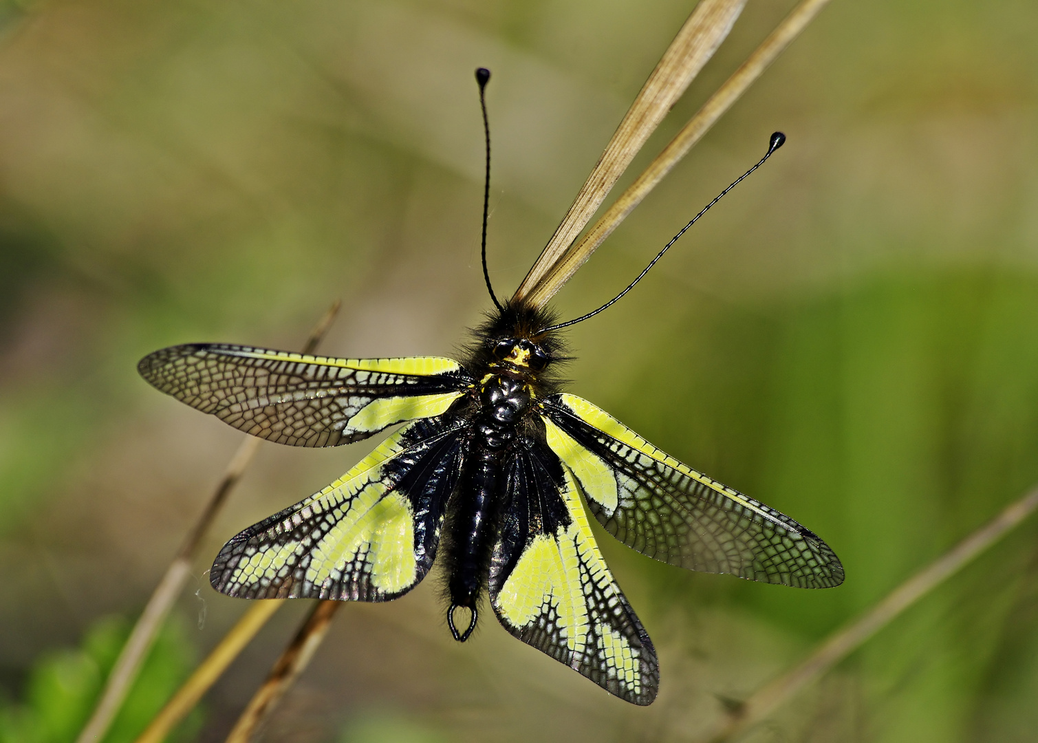 Libellen-Schmetterlingshaft, Männchen 