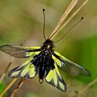 Libellen-Schmetterlingshaft, Männchen 