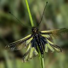 Libellen-Schmetterlingshaft (männlich)