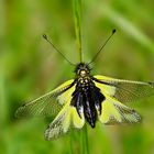 Libellen-Schmetterlingshaft, Weibchen