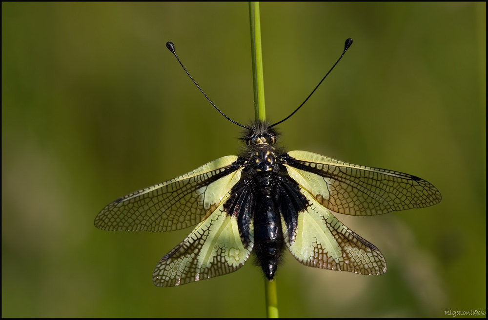 Libellen-Schmetterlingshaft Weibchen (Libelloides coccaius)