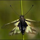 Libellen-Schmetterlingshaft Weibchen (Libelloides coccaius)