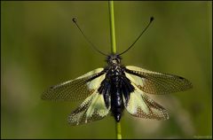 Libellen-Schmetterlingshaft Weibchen (Libelloides coccaius)