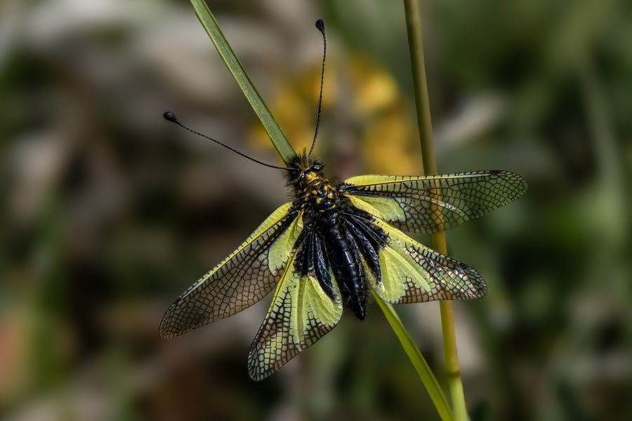Libellen-Schmetterlingshaft (weiblich)