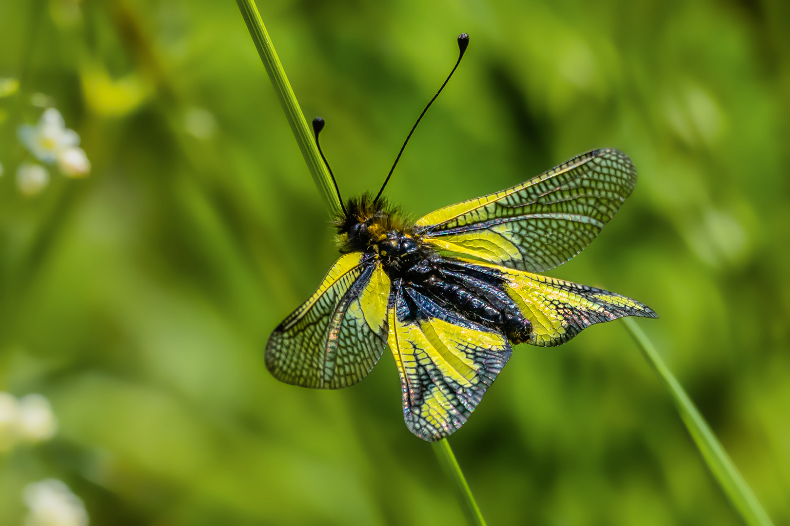 Libellen-Schmetterlingshafte