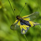 Libellen-Schmetterlingshafte