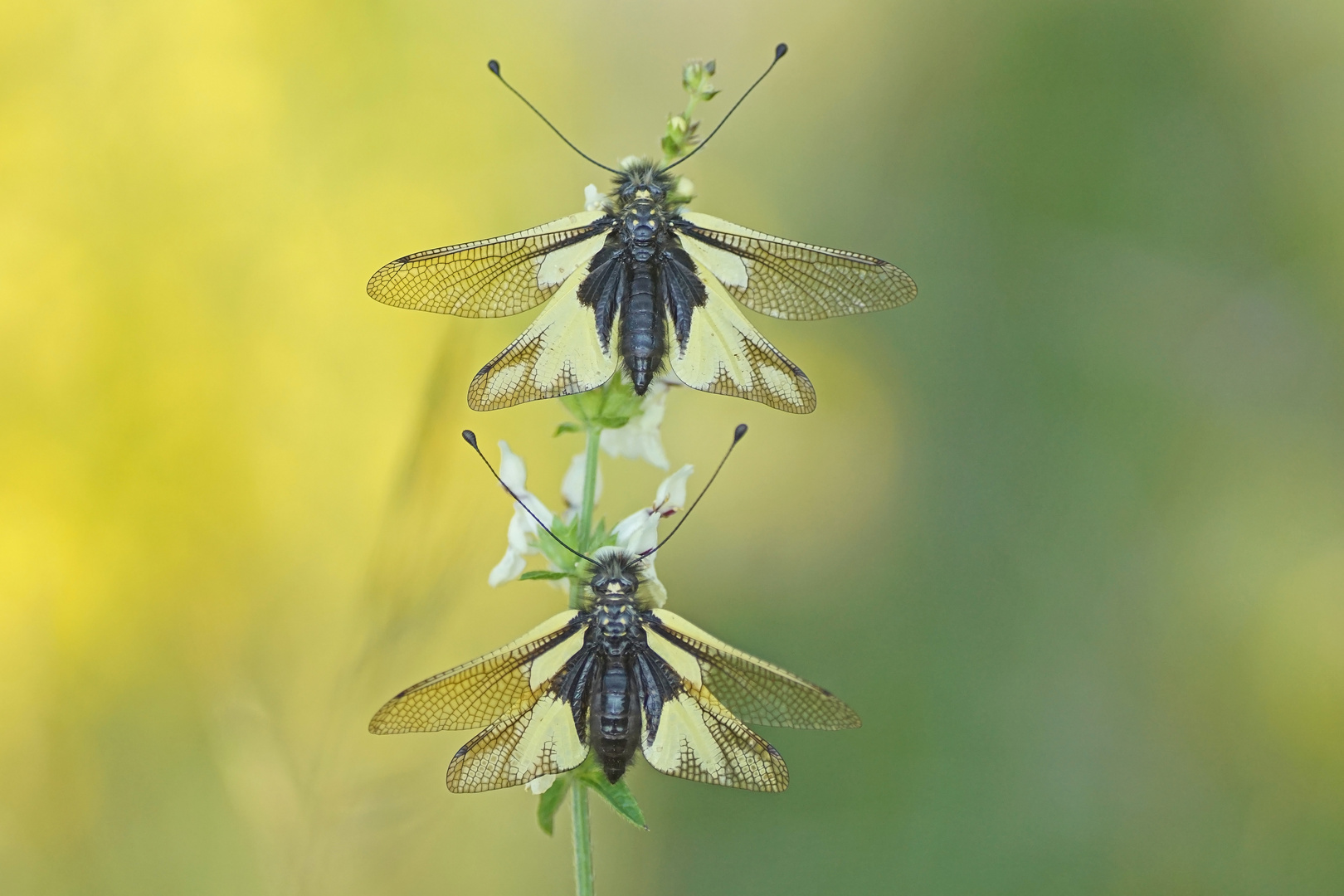 Libellen-Schmetterlingshafte (Libelloides coccajus)