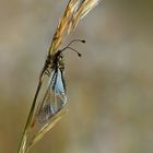 Libellen-Schmetterlingshafte (Libelloides lacteus)