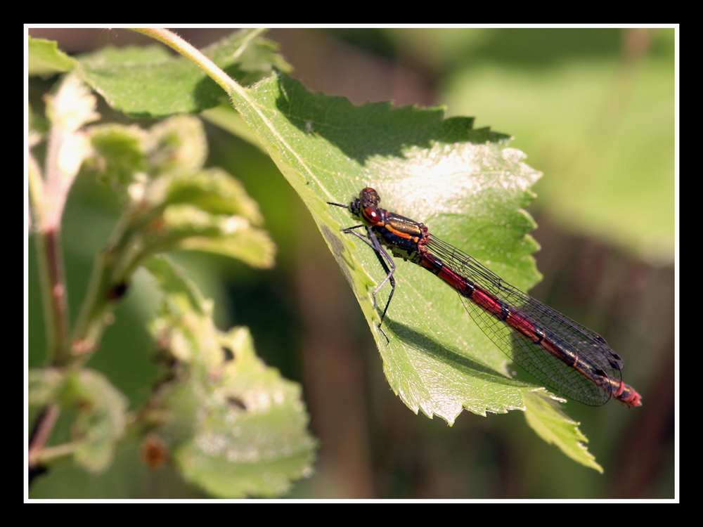 ~ Libellen Schnappschuss ~