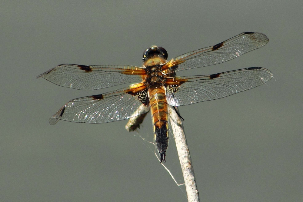 Libellen sind eine der schönsten Launen der Natur..