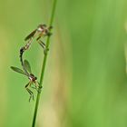 Libellen sind es jedenfalls nicht