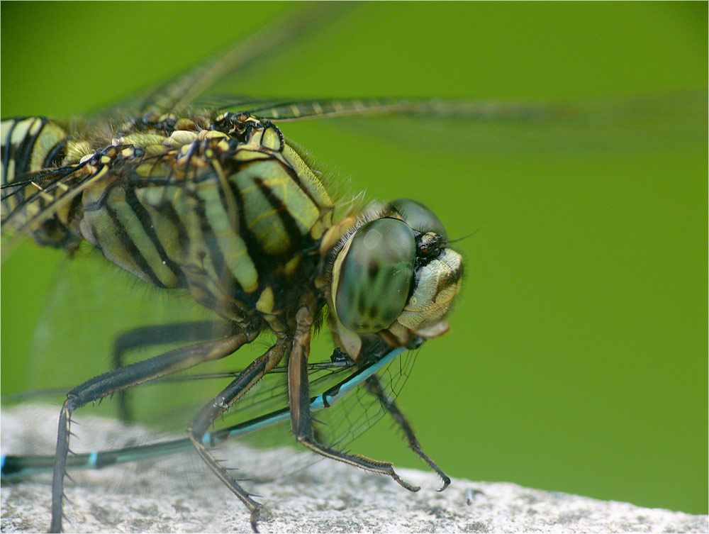 Libellen sind Kaniballen