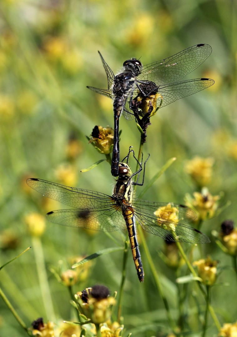 Libellen-Tandem