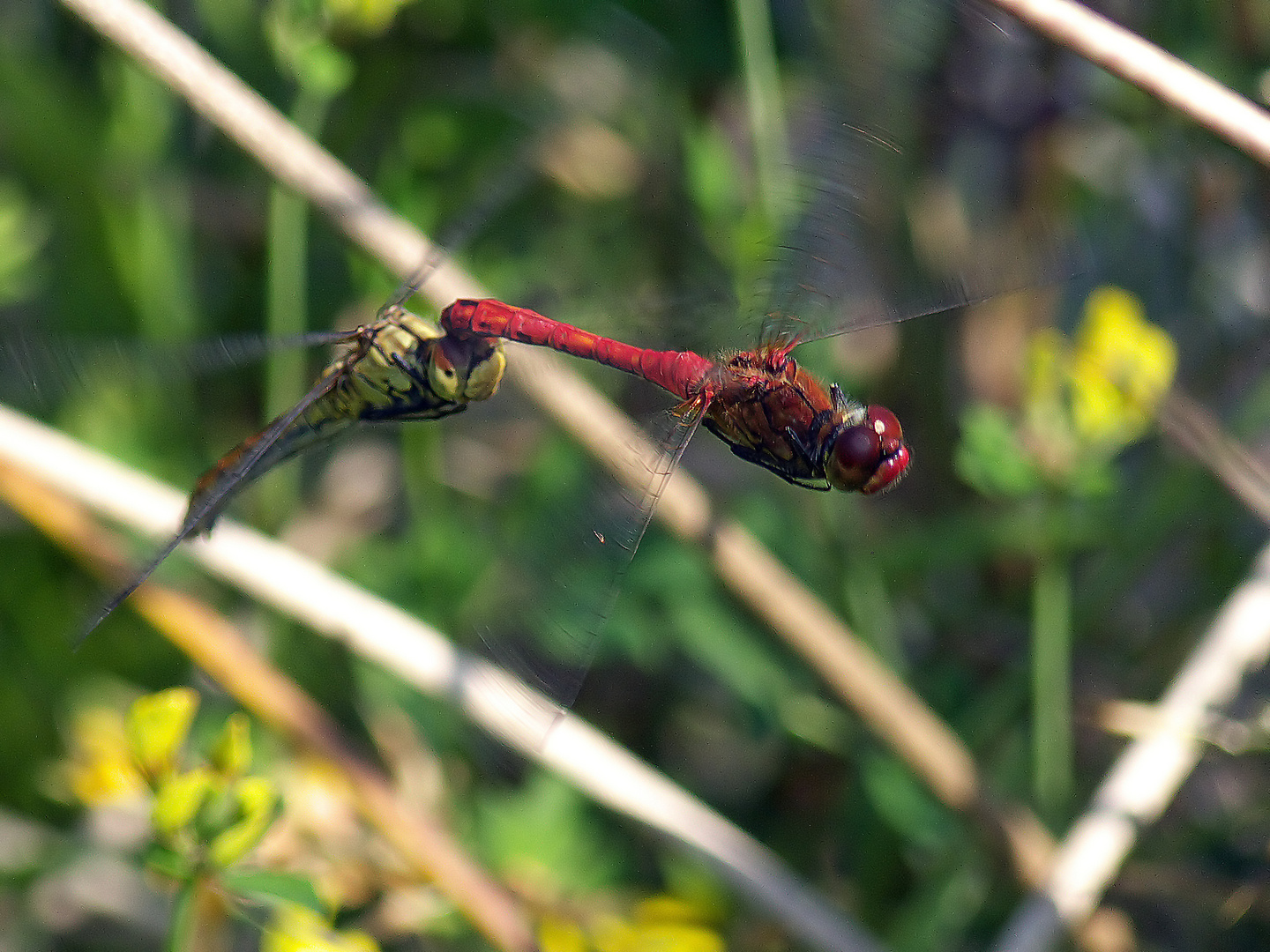 Libellen-Tandem