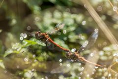 Libellen-Tandem