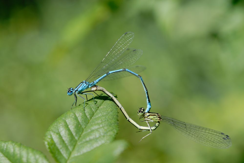 Libellen Tandem der AZURJUNGFER (COENAGRION PUELLA)