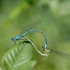 Libellen Tandem der AZURJUNGFER (COENAGRION PUELLA)